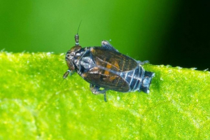 Delphacids vagy sertéshús - aki?
